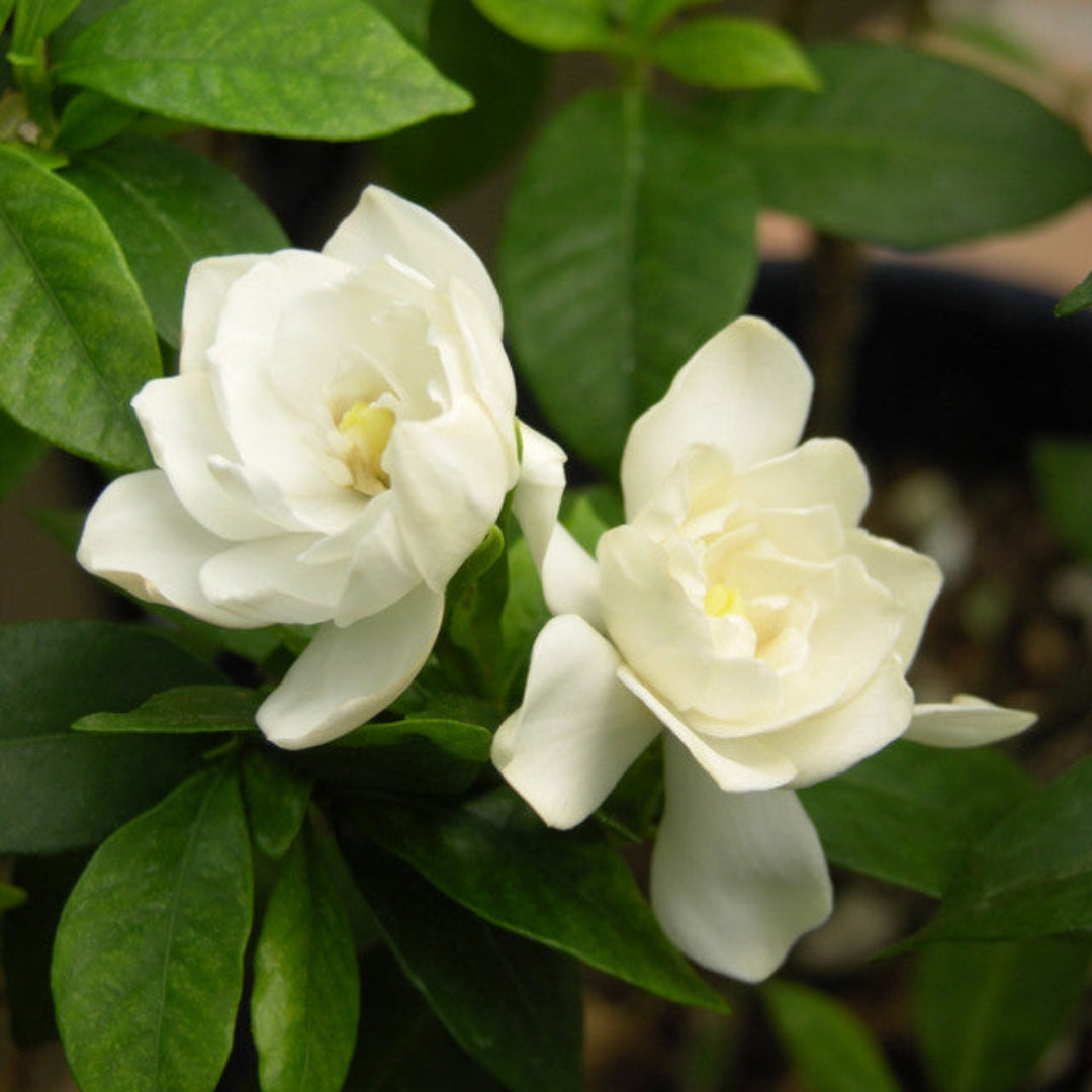 Close-up of double white Gardenia flowers