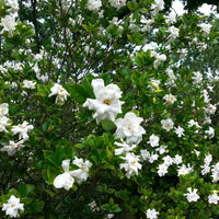 August Beauty Gardenia in full bloom