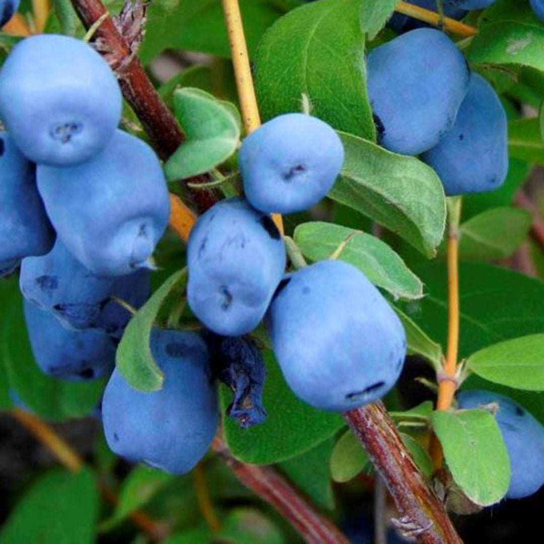 Borealis Honeyberry Bush
