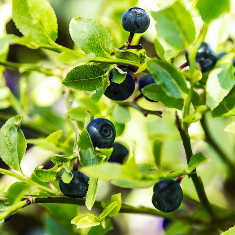 Austin Blueberry Bush – Early Season Rabbiteye Blueberry Plant for ...