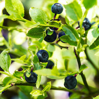 Austin Blueberry bush with ripe berries and healthy green foliage