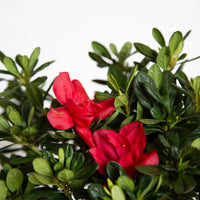 Azalea Echo Fireglow