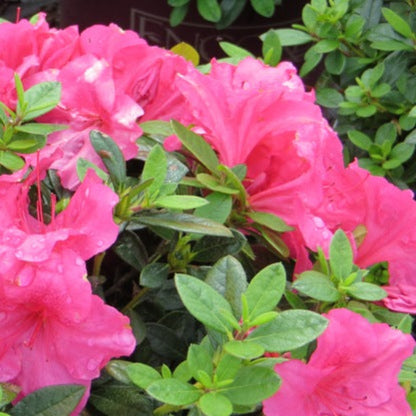 Autumn Carnival Encore Azalea