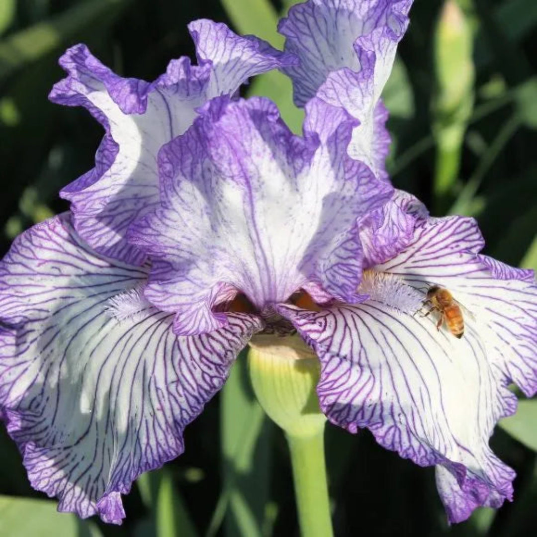 Germanica Autumn Circus Bearded German Iris