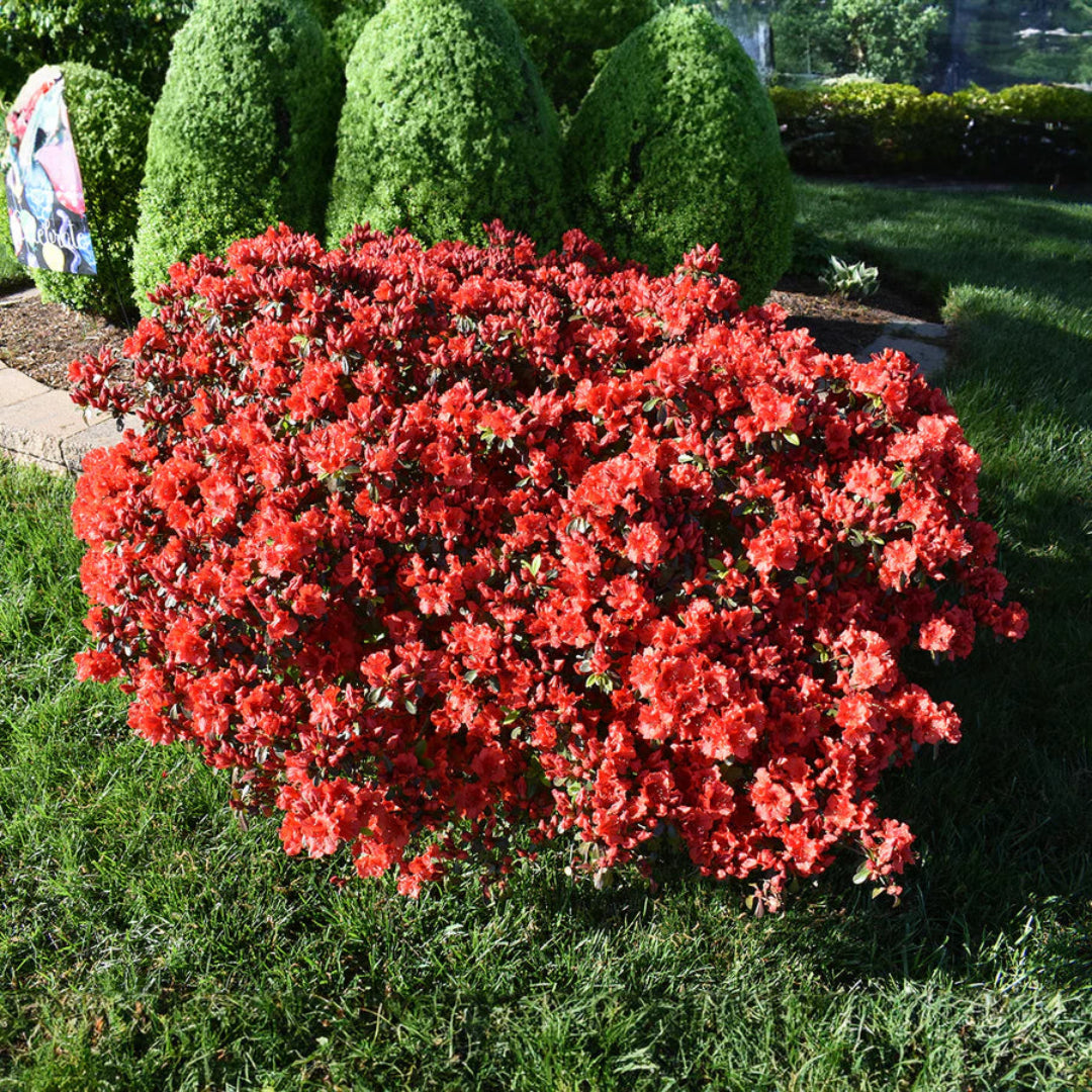 Dwarf Autumn Fire Azalea in landscape garden
