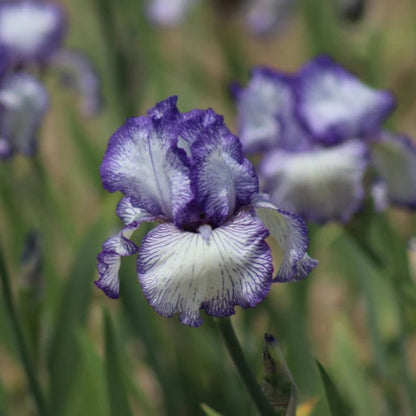Germanica Autumn Circus Bearded German Iris