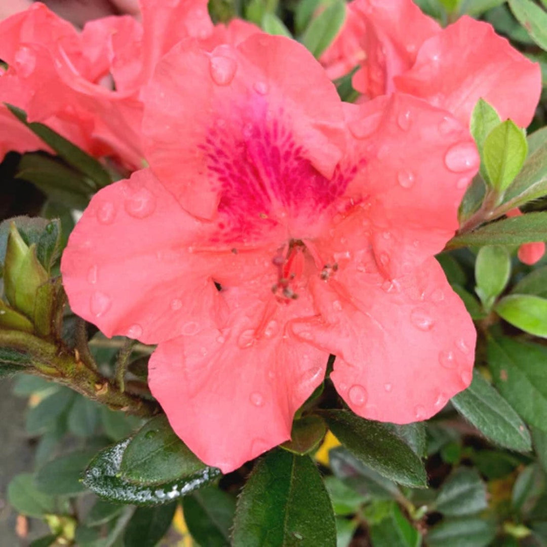 Autumn Coral Dwarf Encore Azalea