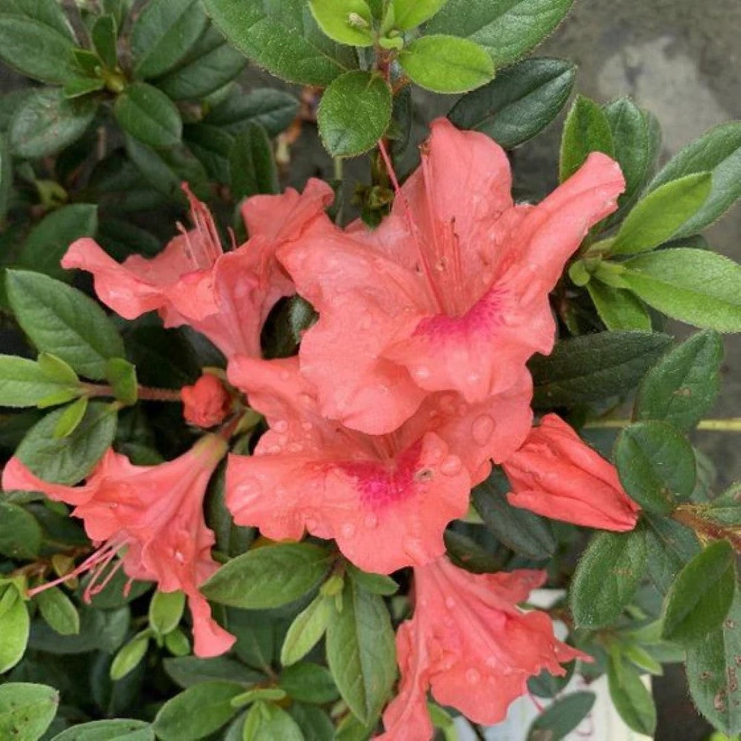 Autumn Coral Dwarf Encore Azalea