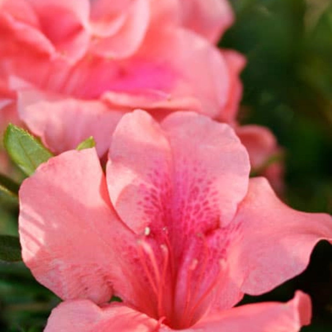 Autumn Coral Dwarf Encore Azalea
