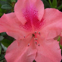 Autumn Coral Dwarf Encore Azalea