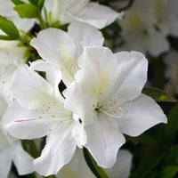 Autumn Lily Encore Azalea