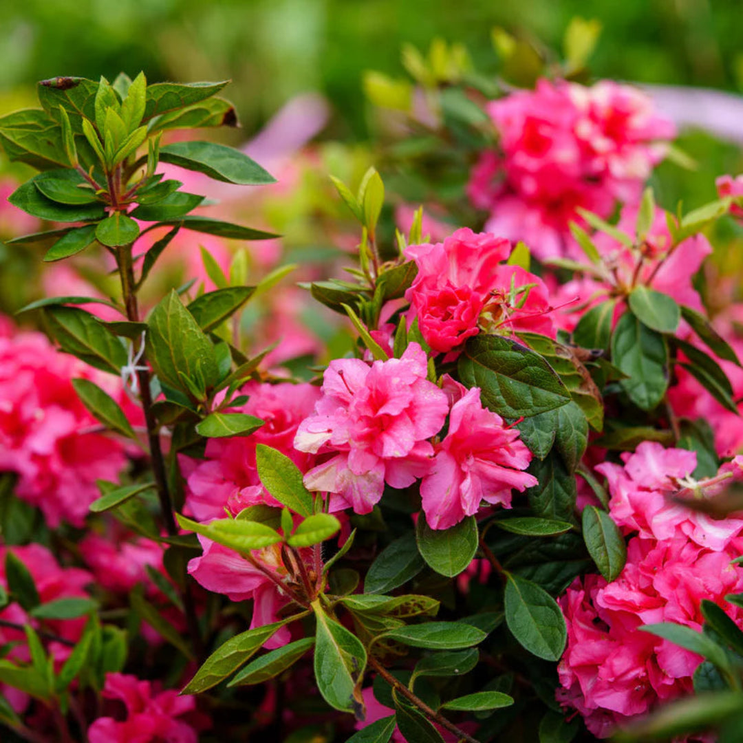 Autumn Rouge Encore Azalea