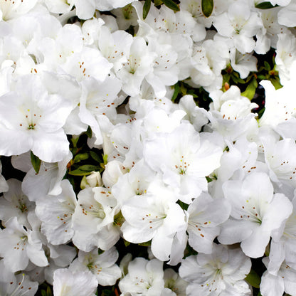 Close-up of Autumn Angel Azalea flowers and leaves