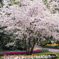 Autumnalis Cherry Tree