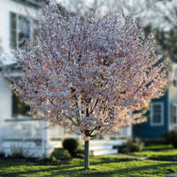 Autumnalis Cherry Tree