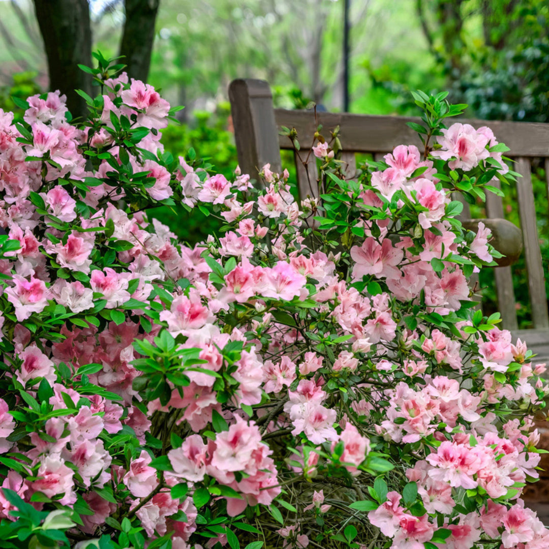 Autumn Chiffon Encore Azalea
