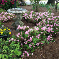 Autumn Debutante Encore Azalea