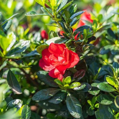 Autumn Fire Bonsai Azalea