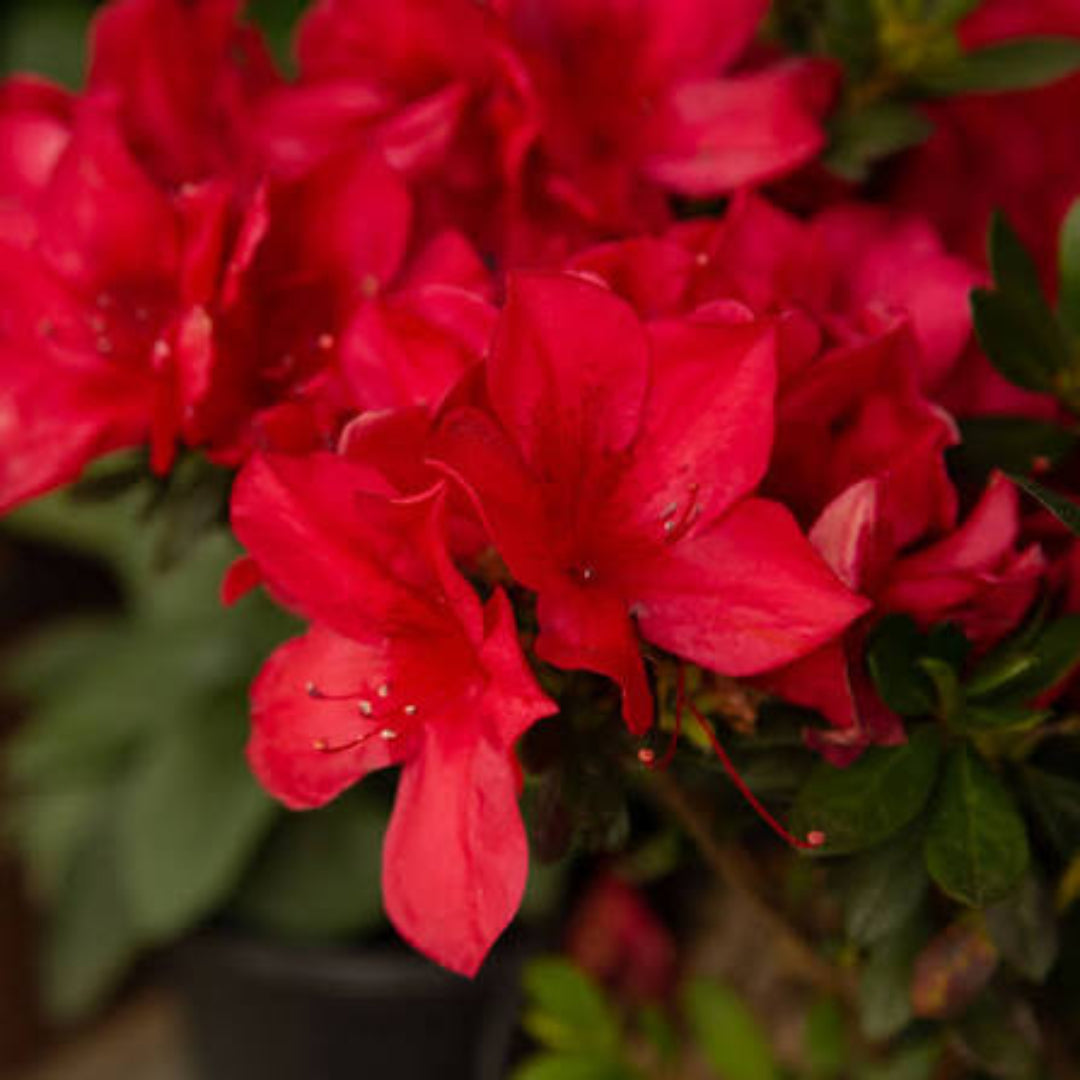 Autumn Fire Bonsai Azalea