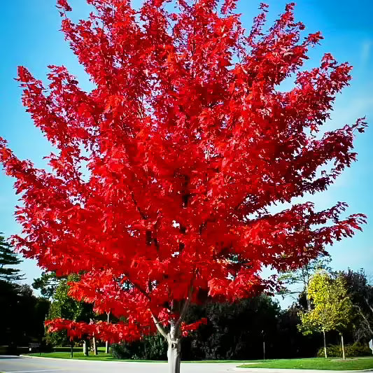 Florida Flame Red Maple Tree