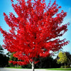Florida Flame Red Maple Tree