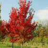 Florida Flame Red Maple Tree