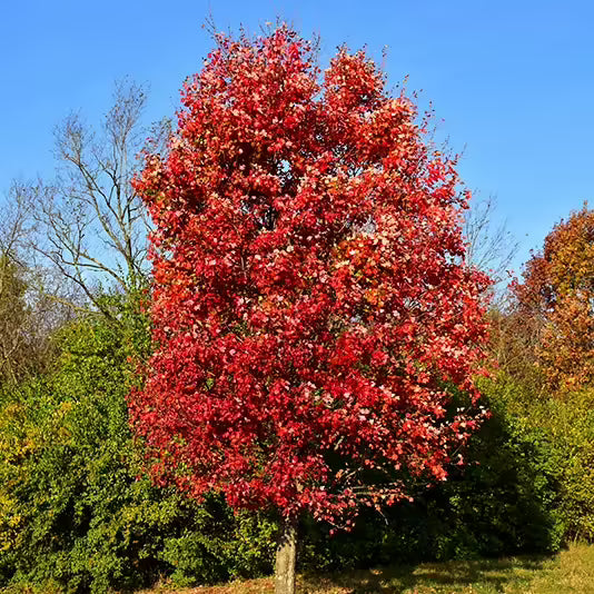 Florida Flame Red Maple Tree