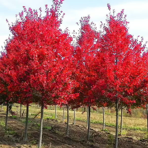 Florida Flame Red Maple Tree