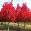 Florida Flame Red Maple Tree