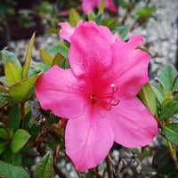 Autumn Jewel Encore Azalea