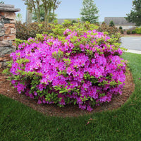 Autumn Rouge Encore Azalea