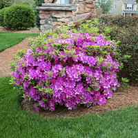 Bloom N Again Lavender Twist Azalea