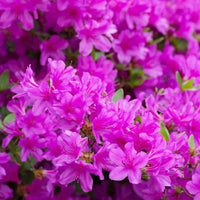 Royalty encore azalea
