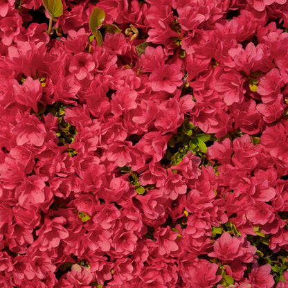 Ruby Autumn Encore Azalea