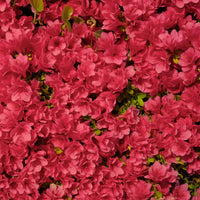 Ruby Autumn Encore Azalea