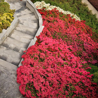 Ruby Autumn Encore Azalea