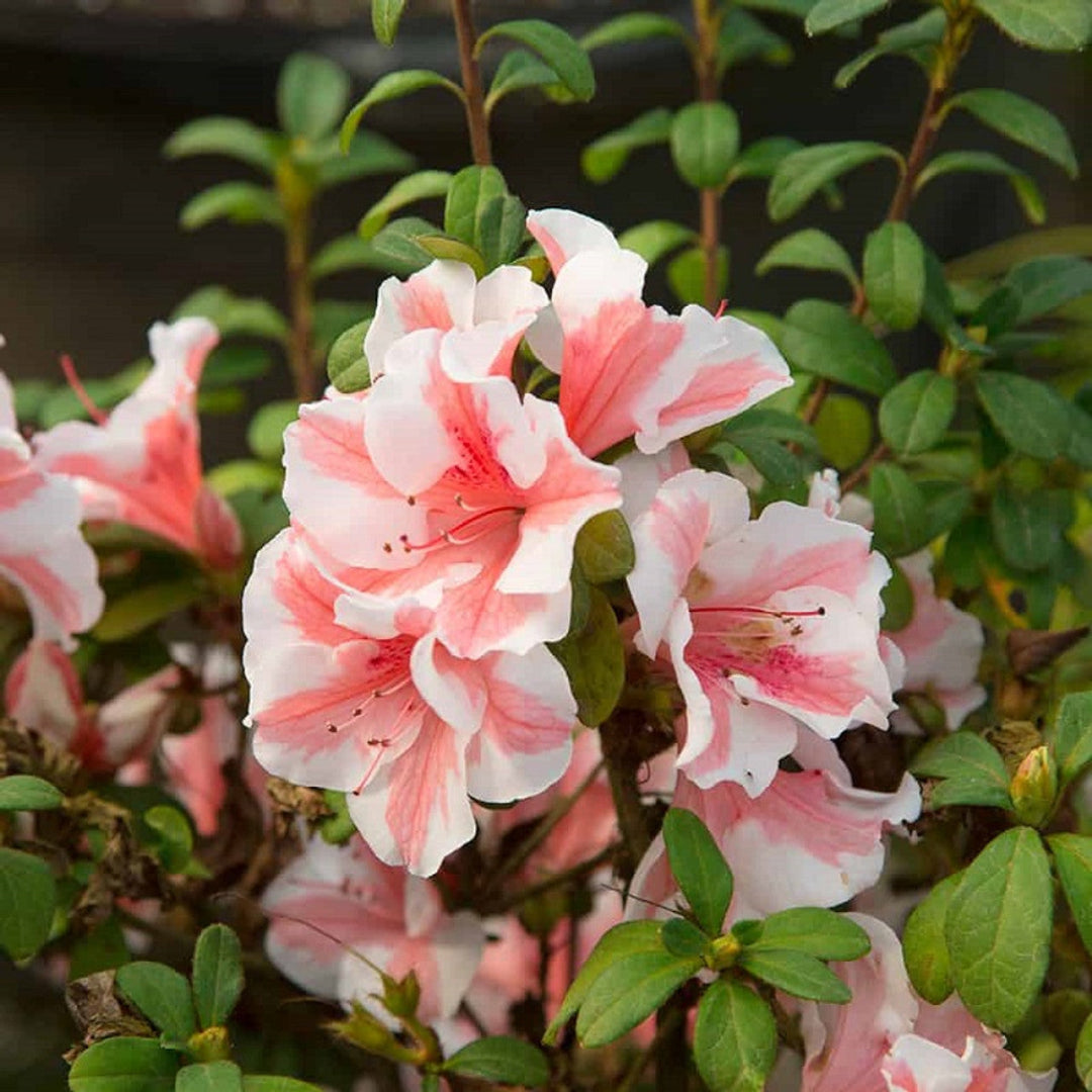 Autumn Starburts Encore Azalea