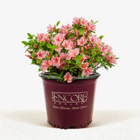 Azalea Encore Autumn Sunburst