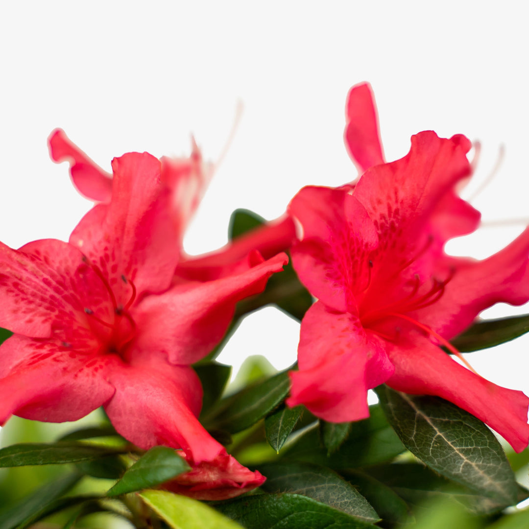 Autumn Sundance Encore Azalea