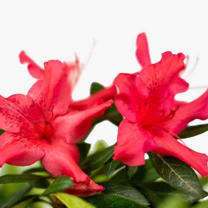 Autumn Sundance Encore Azalea