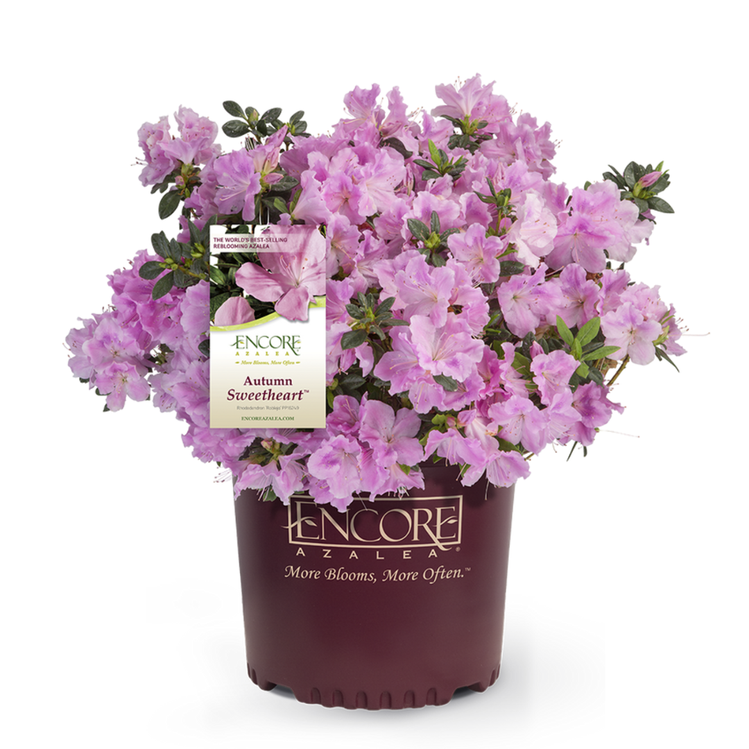 Autumn Sweetheart Encore Azalea