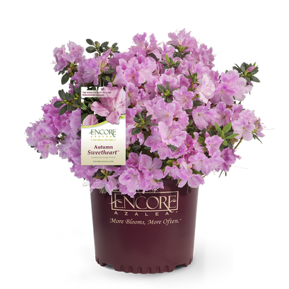Autumn Sweetheart Encore Azalea