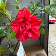 Autumn Fire Bonsai Azalea