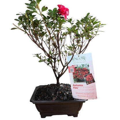 Autumn Fire Bonsai Azalea