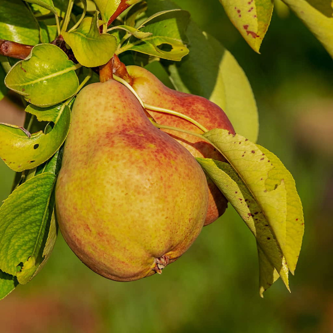 Ayers Pear Tree full view with healthy growth