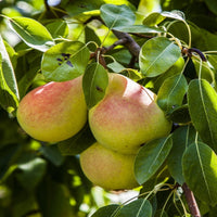 Ripe pineapple pear fruit hanging on tree branch
