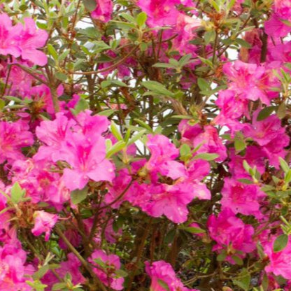 Azalea Echo Fireglow