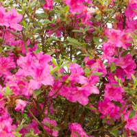 Azalea Echo Fireglow