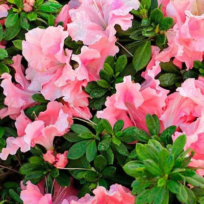 Blush Elegance Rebloom Azalea