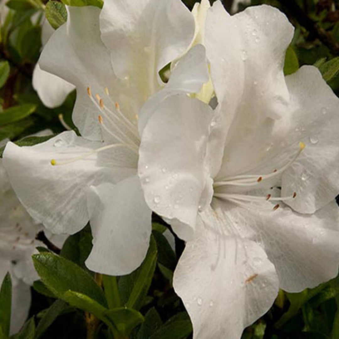 Autumn Angel Encore Azalea with white blooms
